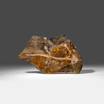 Genuine Liaoxitriton Fossil Plate // V.2