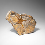 Genuine Ophiuroidea Brittle Star Fossil // 2.6 Lbs.