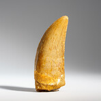 Carcharodontosaurus Fossil Tooth In Display Box