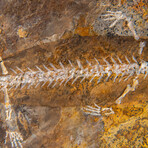 Genuine Liaoxitriton Fossil Plate // V.1