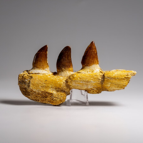 Genuine Mosasaur Tooth In A Fossilized Jaw Bone // V.2
