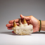 Genuine Mosasaur Tooth In A Fossilized Jaw Bone // V.3