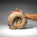 Large Genuine Ammonite Fossil From Madagascar