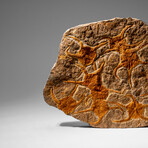 Genuine Ophiuroidea Brittle Star Fossil // 4 Lbs.