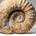 Large Genuine Ammonite Fossil From Madagascar