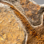 Genuine Ophiuroidea Brittle Star Fossil // 2.6 Lbs.