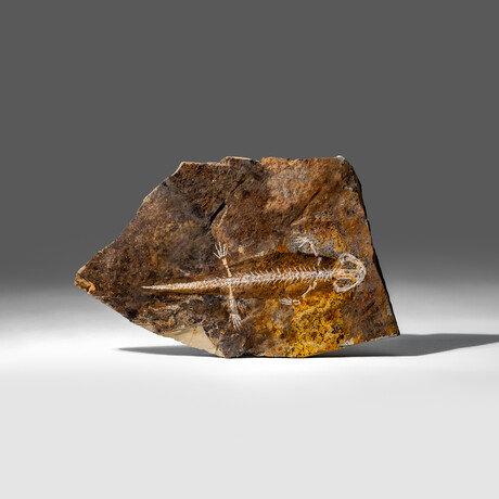 Genuine Liaoxitriton Fossil Plate // V.1
