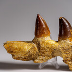 Genuine Mosasaur Tooth In A Fossilized Jaw Bone // V.2