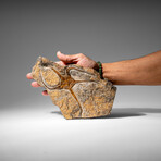 Genuine Ophiuroidea Brittle Star Fossil // 2.6 Lbs.