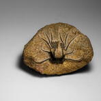 Genuine  Dicranurus Monstrosus Trilobite On Matrix // 2.5 Lbs.