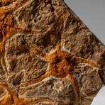 Genuine Ophiuroidea Brittle Star Fossil // 4 Lbs.