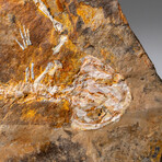 Genuine Liaoxitriton Fossil Plate // V.2