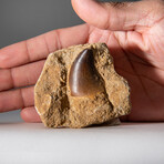 Genuine Mosasaur Dinosaur Tooth On Matrix
