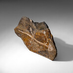 Genuine Liaoxitriton Fossil Plate // V.2