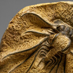 Genuine  Dicranurus Monstrosus Trilobite On Matrix // 2 Lbs.