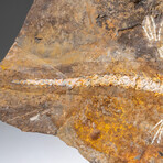 Genuine Liaoxitriton Fossil Plate // V.2