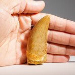 Carcharodontosaurus Fossil Tooth In Display Box