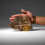 Genuine Liaoxitriton Fossil Plate // V.1