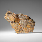 Genuine Ophiuroidea Brittle Star Fossil // 2.6 Lbs.