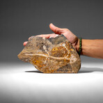 Genuine Liaoxitriton Fossil Plate // V.2