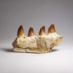 Genuine Mosasaur Tooth In A Fossilized Jaw Bone // V.4