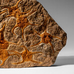 Genuine Ophiuroidea Brittle Star Fossil // 4 Lbs.