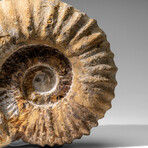 Large Genuine Ammonite Fossil From Madagascar