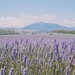 Lavender // 30ml