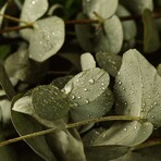 Eucalyptus // 30ml
