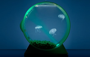 Jellyfish Art