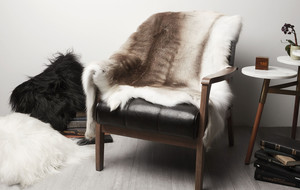 BLACK SHEEP (White Light)