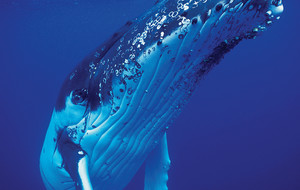 Dream Dive Adventure