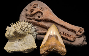 A.W. Fossils