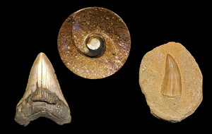 A.W. Fossils