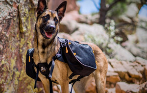 OllyDog Accessories For Your Dog