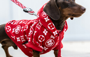Fresh Pawz Streetwear For Dogs