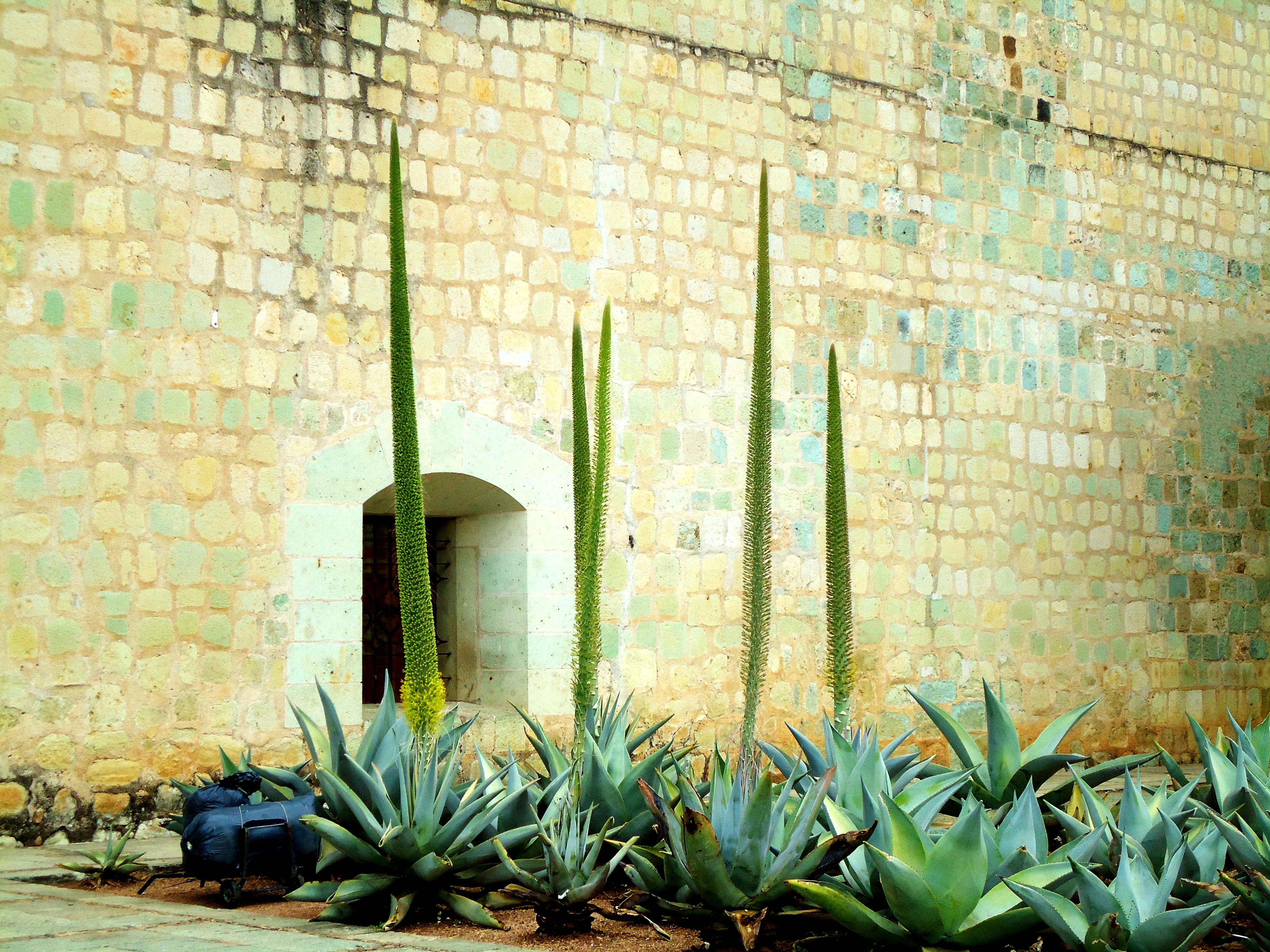 Mezcal In Mexico