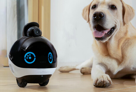 Home-Patrolling AI Robots