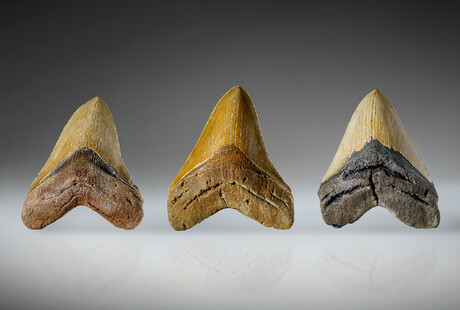 Genuine Megalodon Tooth Fossils