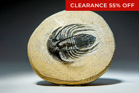 Clearance On A Trilobite Fossil