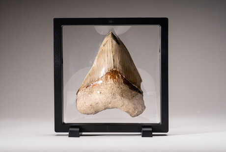 Genuine Megalodon Tooth Fossils