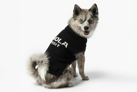 The Best Dressed Dogs Wear Shinola