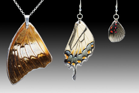 Genuine Butterfly Wing Earrings