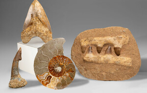 Astro Gallery Fossils