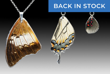 Genuine Butterfly Wing Earrings