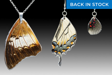 Genuine Butterfly Wing Earrings