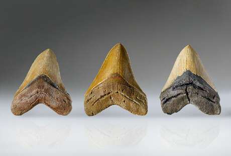 Genuine Megalodon Tooth Fossils