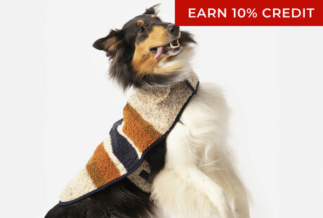 The Best Dressed Dogs Wear Shinola