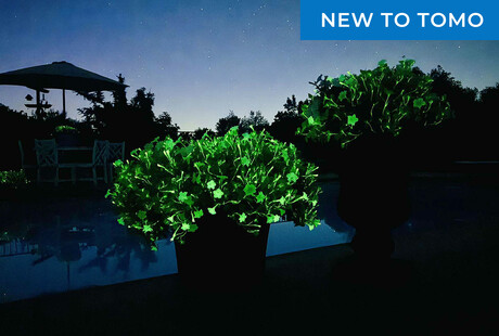 How Does Your Garden Glow?