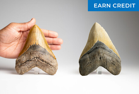 Genuine Megalodon Tooth Fossils